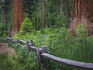 Images Dated 10th August 2020: Mariposa Grove, Yosemite, Sierra Mountains, California, USA