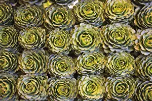Artichoke Prints: In a market in Santiago, these artichokes were displayed artfully in rows