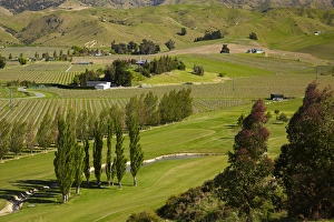 Blenheim Prints: Marlborough Golf Club, vineyard, and farmland near Blenheim, Marlborough, South Island
