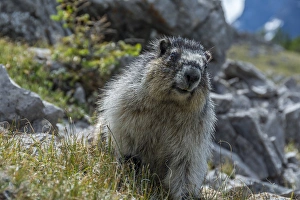 Provincial Park Prints: Marmot in Assiniboine Park, Canada