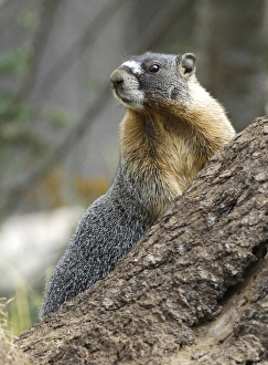 Marmot Prints: Marmot leaning against a rock