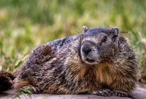 Marmot Prints: Marmot at Palouse Falls State Park in Washington State, USA