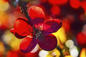 Bellevue Prints: Maroon Atsuya Hamada Quince flowering, Bellevue, Washington State