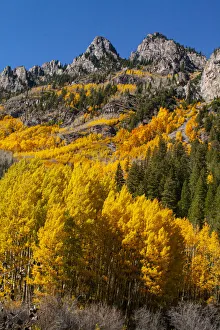 Gold Color Prints: Maroon Bells-Snowmass Wilderness in autumn