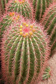 Needle Prints: Marrakech, Morocco. Beautiful arid garden filled with cacti