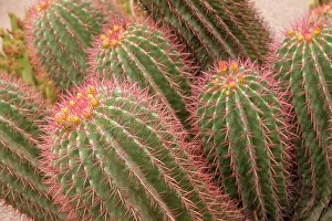 Needle Prints: Marrakech, Morocco. Beautiful arid garden filled with cacti, succulents