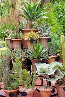 Cacti Prints: Marrakech, Morocco. Beautiful arid garden filled with cacti, succulents
