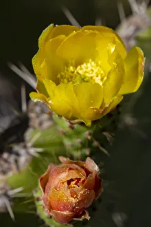 Images Dated 4th May 2018: Marrakech, Morocco. Flowering yellow and orange cactus
