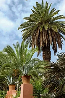 Marrakech, Morocco. Lush, tropical date palm trees