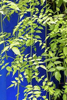 Images Dated 12th June 2023: Marrakech, Morocco. Plant life with cobalt blue backdrop