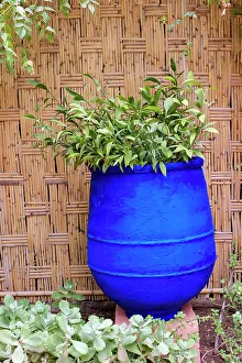 Cacti Prints: Marrakech, Morocco. Plant life with cobalt blue backdrop