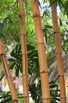 Bamboo Prints: Marrakech, Morocco. Tall stalks of bamboo