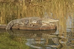 Marsh Crocodile basking under sun, Ranthambhor National Park, India