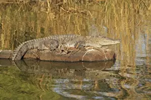 Ranthambhor Np Prints: Marsh Crocodile basking under sun, Ranthambhor National Park, India