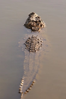 Images Dated 1st December 2007: Marsh Crocodile submerged in the lake Rajbagh, Ranthambhor National Park, India