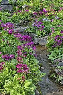 Winterthur Prints: Marsh primrose along small stream. Winterthur Gardens, New Castle County, Delaware