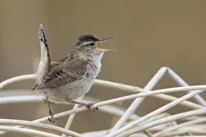 Territorial Prints: Marsh wren singing