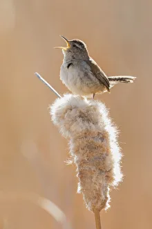 Cattail Prints: Marsh wren singing