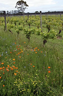 Lynn Seldon Prints: Martinborough Vineyard and Cellar Door, Martinborough, New Zealand