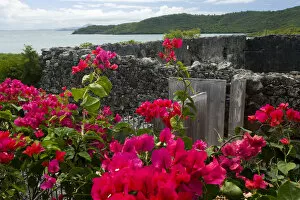 Images Dated 12th February 2007: MARTINIQUE. French Antilles. West Indies. Flowering bougainvillea & ruins at site