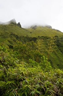 Images Dated 13th February 2007: MARTINIQUE. French Antilles. West Indies. Tropial vegetation below cloud-shrouded sumitt of Mt
