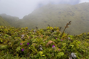 Images Dated 13th February 2007: MARTINIQUE. French Antilles. West Indies. Low-growing lush tropical vegetation covers