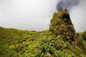 Images Dated 13th February 2007: MARTINIQUE. French Antilles. West Indies. Low-growing lush tropical vegetation covers
