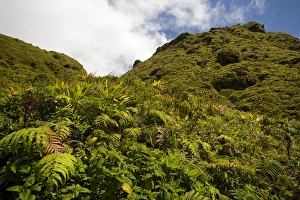 Images Dated 13th February 2007: MARTINIQUE. French Antilles. West Indies. Low-growing lush tropical vegetation covers