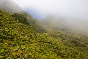 Images Dated 13th February 2007: MARTINIQUE. French Antilles. West Indies. Fog blows across sopes near summit of Mt