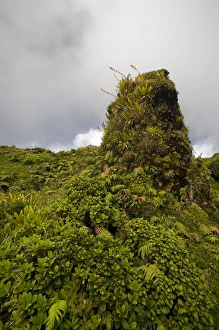 Images Dated 13th February 2007: MARTINIQUE. French Antilles. West Indies. Low-growing lush tropical vegetation covers