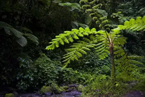 Images Dated 14th February 2007: MARTINIQUE. French Antilles. West Indies. Tree fern (Cyathea spp.) in the Gorge of