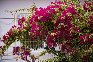 Images Dated 15th February 2007: MARTINIQUE. French Antilles. West Indies. Tropical flowers blooming outside house in St