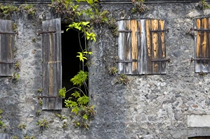 Images Dated 15th February 2007: MARTINIQUE. French Antilles. West Indies. Tropical plants growing on exterior of