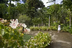 Images Dated 20th February 2007: MARTINIQUE. French Antilles. West Indies. Visitor & blooming begonias at Jardin de Balata
