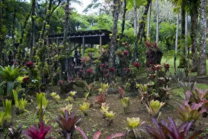 Images Dated 20th February 2007: MARTINIQUE. French Antilles. West Indies. Bromeliads & shelter at Jardin de Balata (Balata Garden)