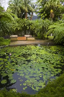 Images Dated 20th February 2007: MARTINIQUE. French Antilles. West Indies. Pond at Jardin de Balata (Balata Garden)