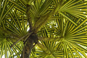 Images Dated 20th February 2007: MARTINIQUE. French Antilles. West Indies. Pandanus tree (Pandanus sanderi) at Jardin de Balata