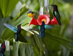 Images Dated 20th February 2007: MARTINIQUE, French Antilles, West Indies, Purple-throated Carib hummingbirds (Eulampis