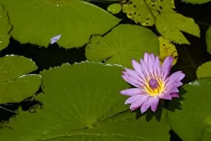 Martinique, French Antilles, West Indies, Blue water lily (Nymphae coerulea) flower