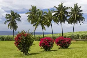 Images Dated 15th February 2007: MARTINIQUE. French Antilles. West Indies. St. Pierre. Blooming bougaivillea, royal