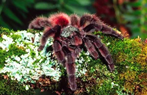 Antilles Prints: Martinique Tree Spider