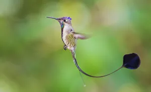 Hummingbird Prints: Marvelous spatulation hummingbird in flight in northern Peru