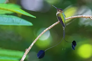 Hummingbird Prints: Marvelous spatulation hummingbird pauses for a moment in the mountain forest of Northern Peru