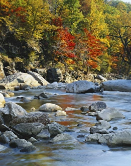 North Fork Prints: Maryland, Potomac State Forest, North Fork, River flowing through forest in autumn