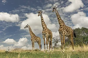 Trio Prints: Three Masai Giraffe