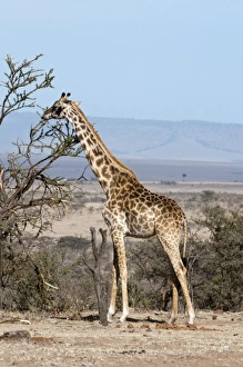 Images Dated 11th October 2009: Masai Giraffe (Giraffa camelopardalis), Masai Mara, Kenya