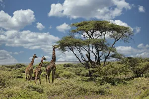 Tanzania Prints: Masai giraffe, Ngorongoro Conservation Area, World Heritage Site, Tanzania, Africa