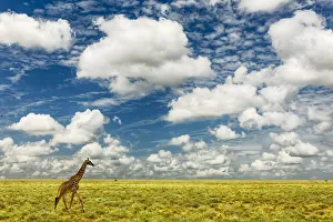 Images Dated 14th February 2020: Masai Giraffe on open plains of Serengeti National Park, Tanzania, Africa
