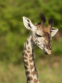 Images Dated 27th June 2024: Masai giraffe, Serengeti National Park, Tanzania, Africa