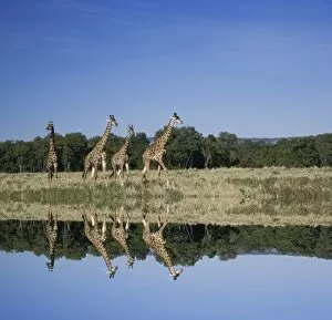 Images Dated 16th November 2005: Masai Giraffes, Giraffa camelopardalis, Masai Mara, Kenya, Digital Composite